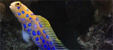 Blue Dot Jawfish