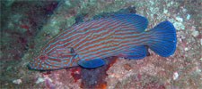 Blue Line Grouper